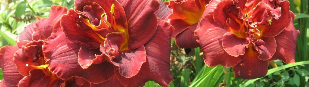 Яка лілійник посадити: кращі сорти