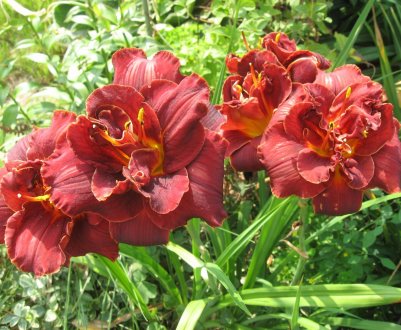 Яка лілійник посадити: кращі сорти