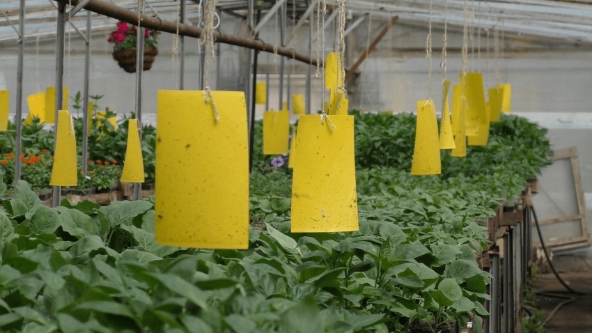 Клейові пастки Клейові пастки