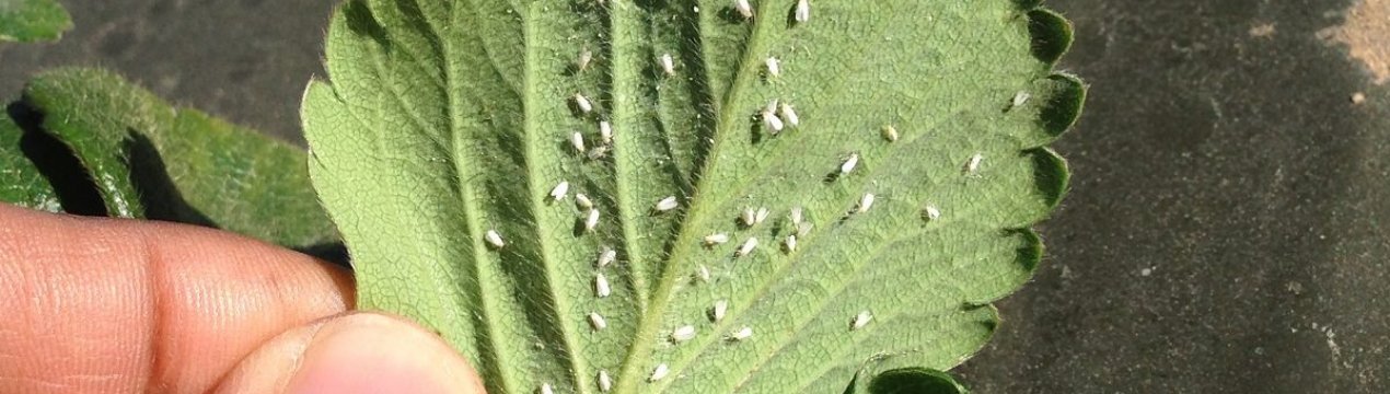 Як позбутися від білокрилки в саду