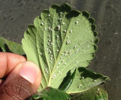 Як позбутися від білокрилки в саду