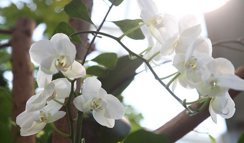 Підживлення орхідей Підживлення орхідей