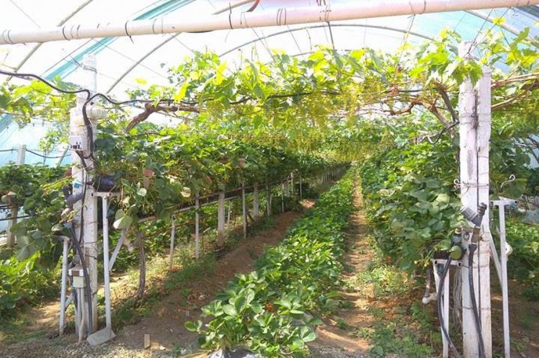 Купить Участок Лпх Г Хилок