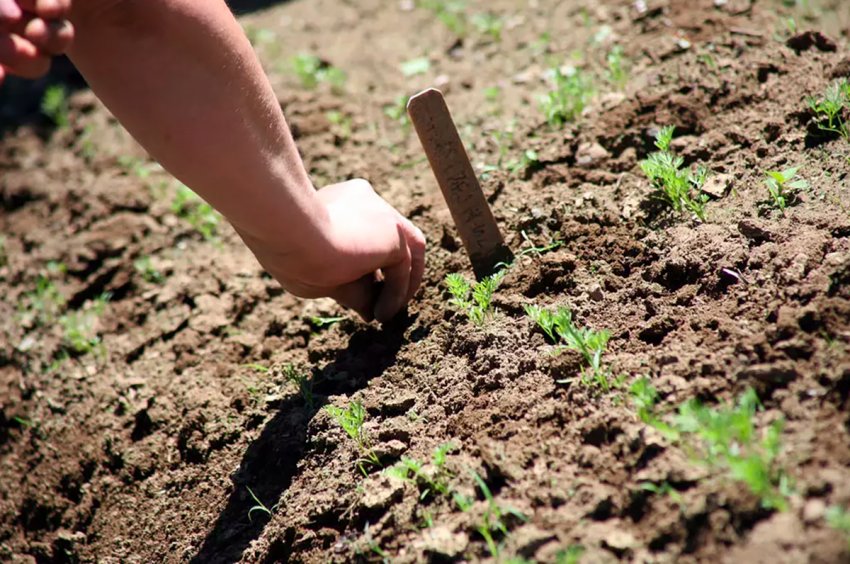 Посадка моркви