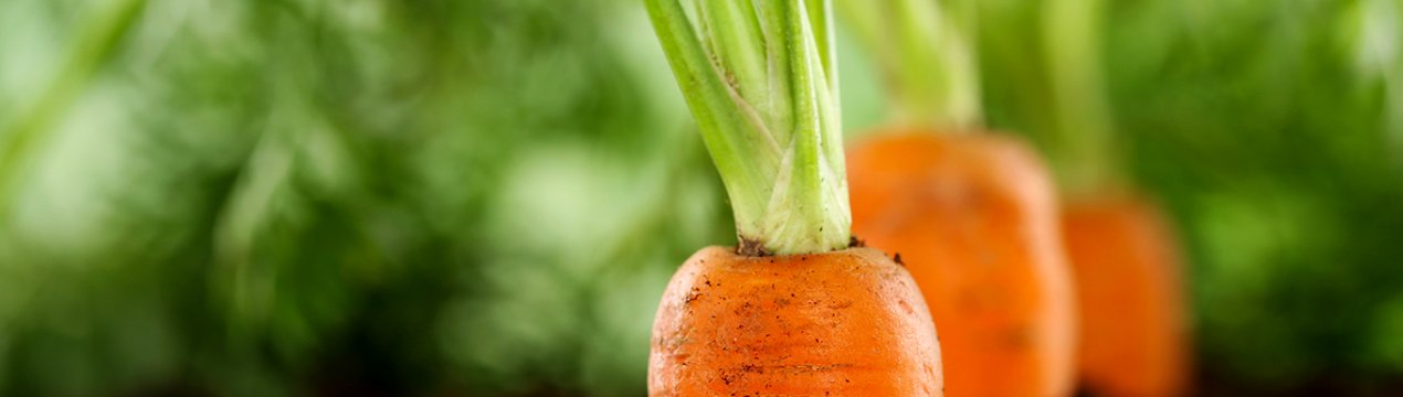 Жара і нестача робочої сили в Канаді призведе до збіжжя моркви