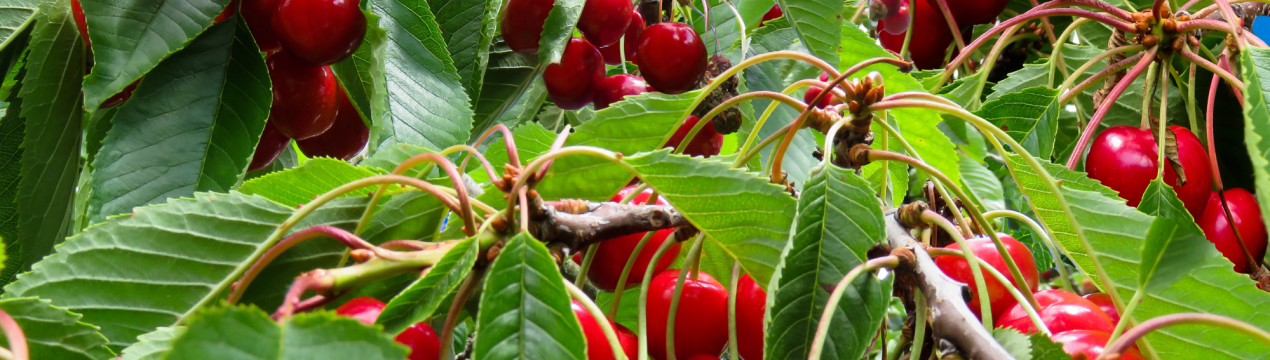 Розтріскання черешні залежить від вологості поверхні більше, ніж від поглинання води