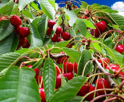Розтріскання черешні залежить від вологості поверхні більше, ніж від поглинання води