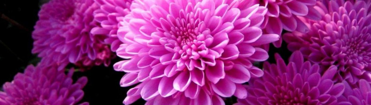 Хризантема кімнатна: опис, вирощування і догляд в домашніх умовах