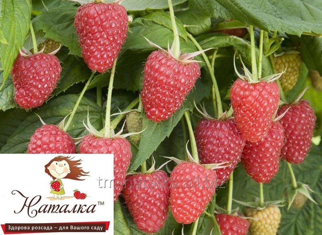 ТМ «Наталка» - 1