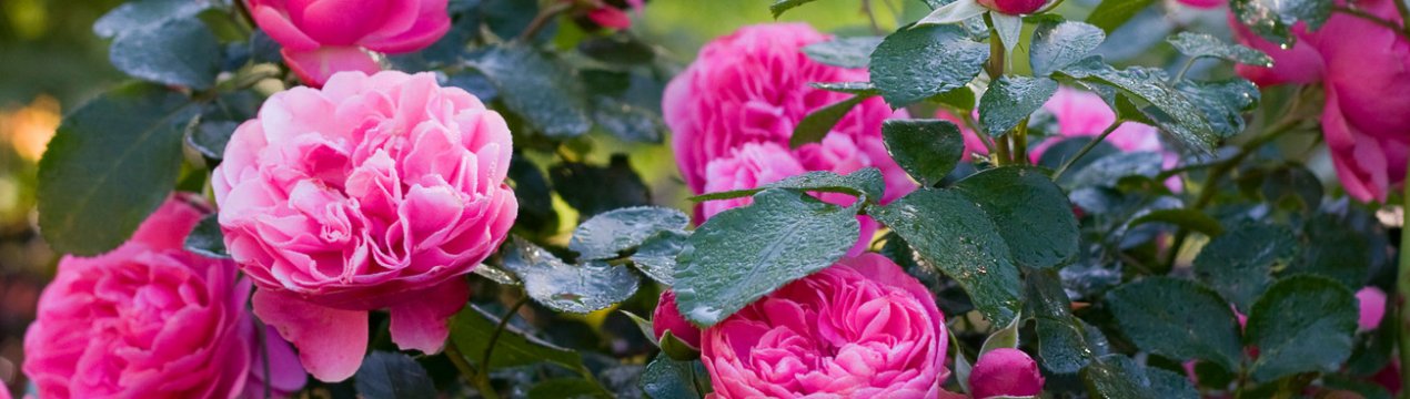 7 кращих рожевих троянд флорибунда