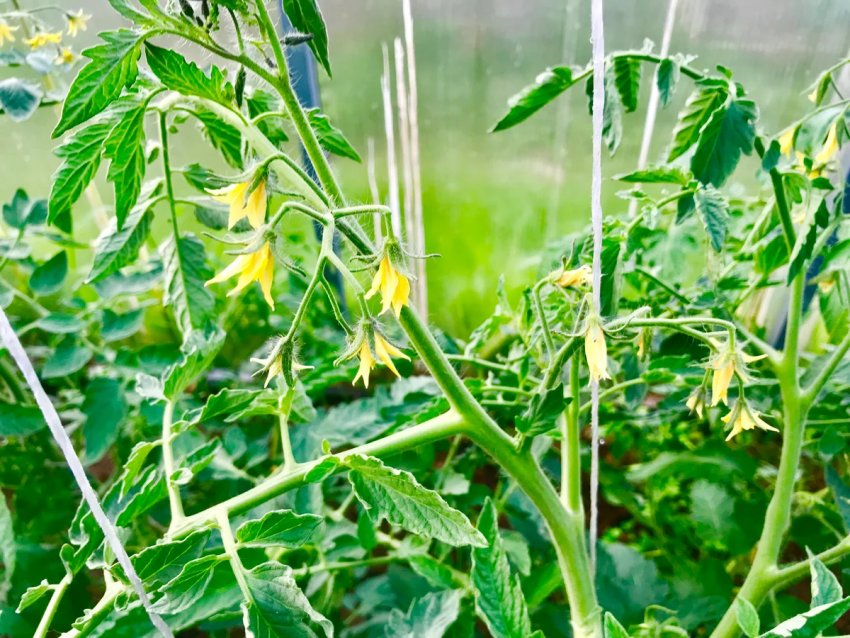 Кущ помідорів Кущ помідорів