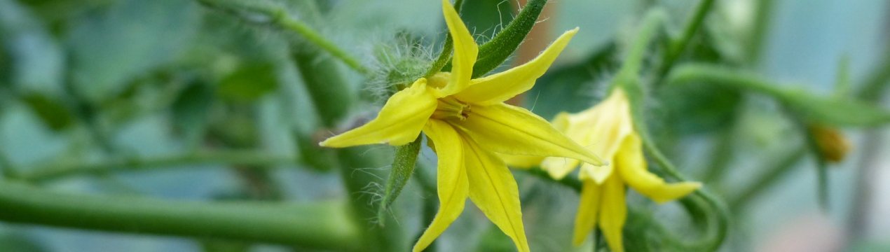 Прощe простого: як вручну запилювати томати