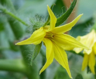 Прощe простого: як вручну запилювати томати