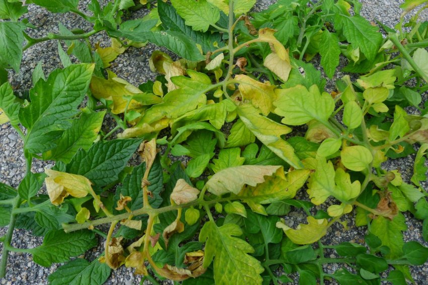 Пагін як добриво Пагін як добриво