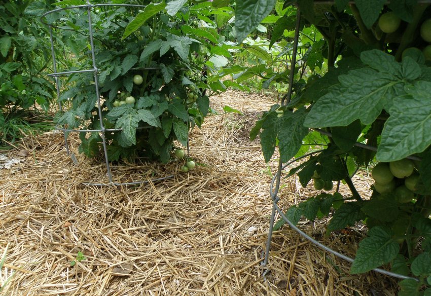 Мульчування томатів соломою Мульчування томатів соломою