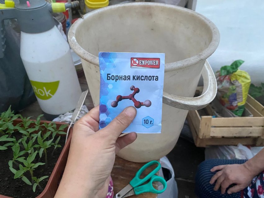 Оприскування розчином борної кислоти Оприскування розчином борної кислоти