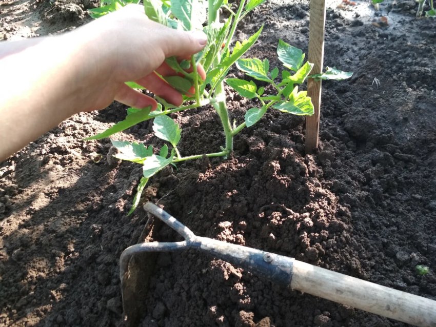 Своєчасне обприскування томатів Своєчасне обприскування томатів