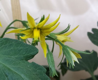 10 секретів високого врожаю помідорів