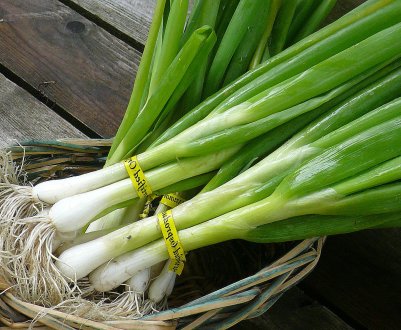 Попит на єгипетський зелений лук був на висоті