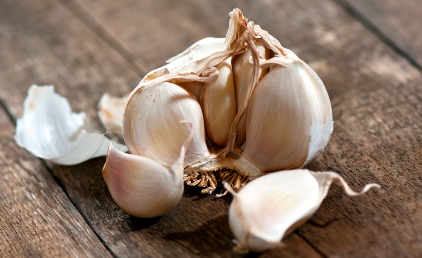 Головка часнику Головка часнику