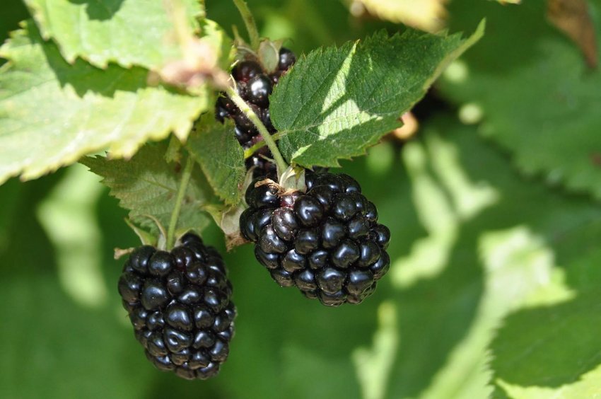 Вирощування ожини Вирощування ожини