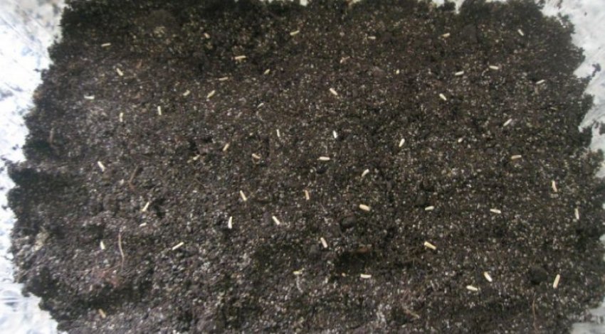 Посів насіння хризантем на розсаду Посів насіння хризантем на розсаду