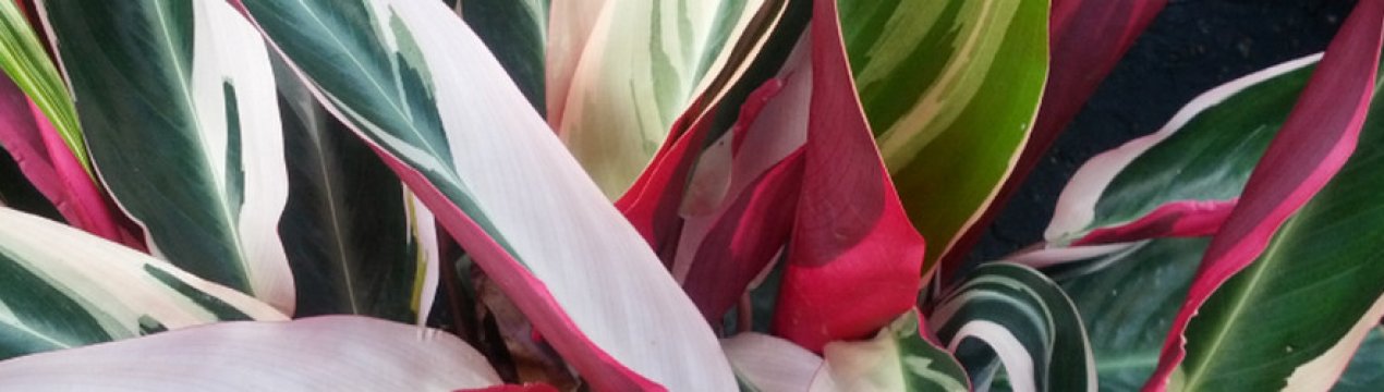 Види строманты та особливості догляду за ними