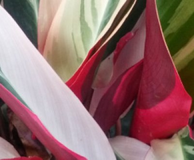 Види строманты та особливості догляду за ними