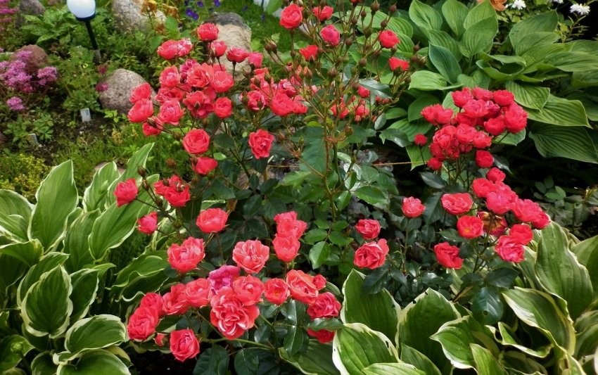 Троянди в квітнику Троянди в квітнику