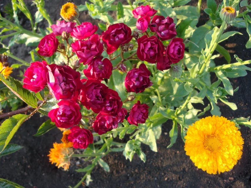 Роза і календула Роза і календула