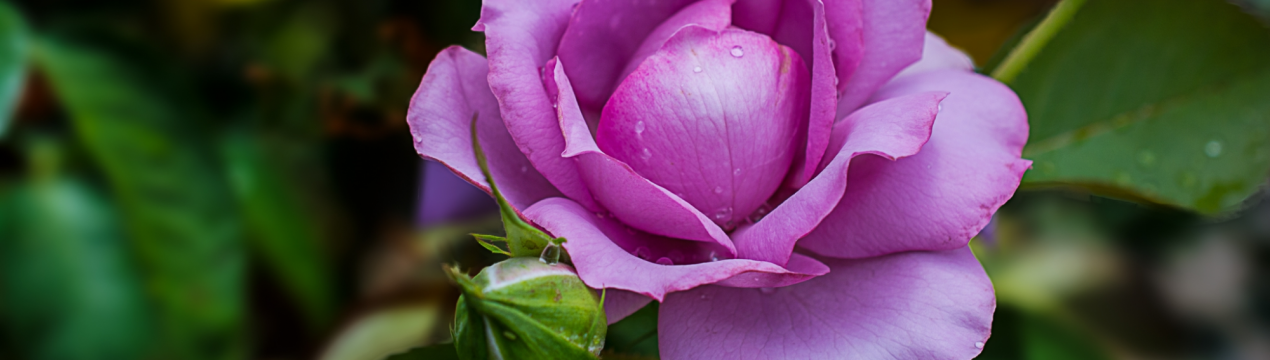 С чим посадити троянди: найкращі сусіди для садових троянд