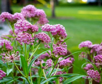 7 найкрасивіших ваточників для саду