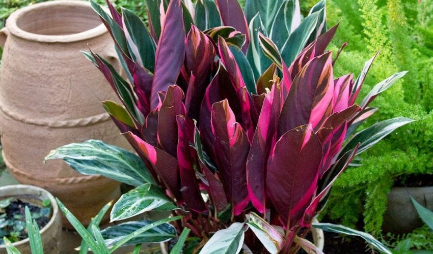 Криваво-червона Криваво-червона