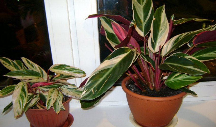 Триостар Триостар