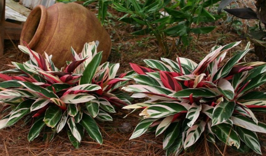 Строманта Строманта