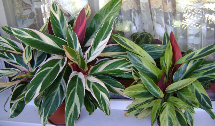 Строманта Строманта