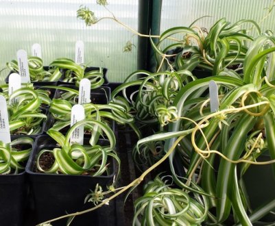 Як розмножувати хлорофітум в домашніх умовах