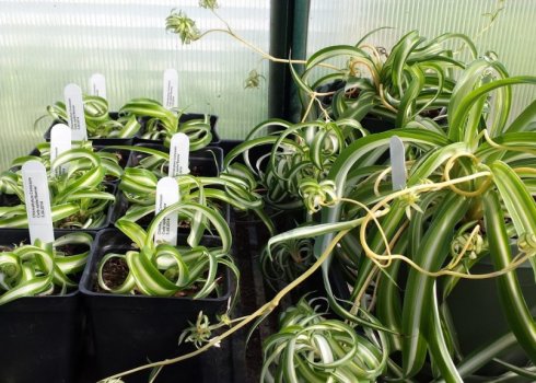 Як розмножувати хлорофітум в домашніх умовах