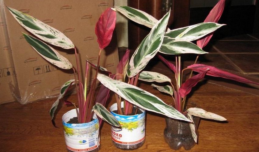 Строманта Строманта