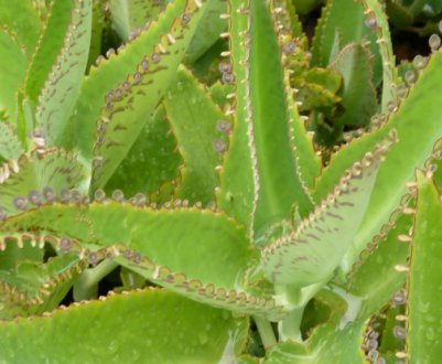 Каланхое: лікувальні властивості і протипоказання, користь і шкода