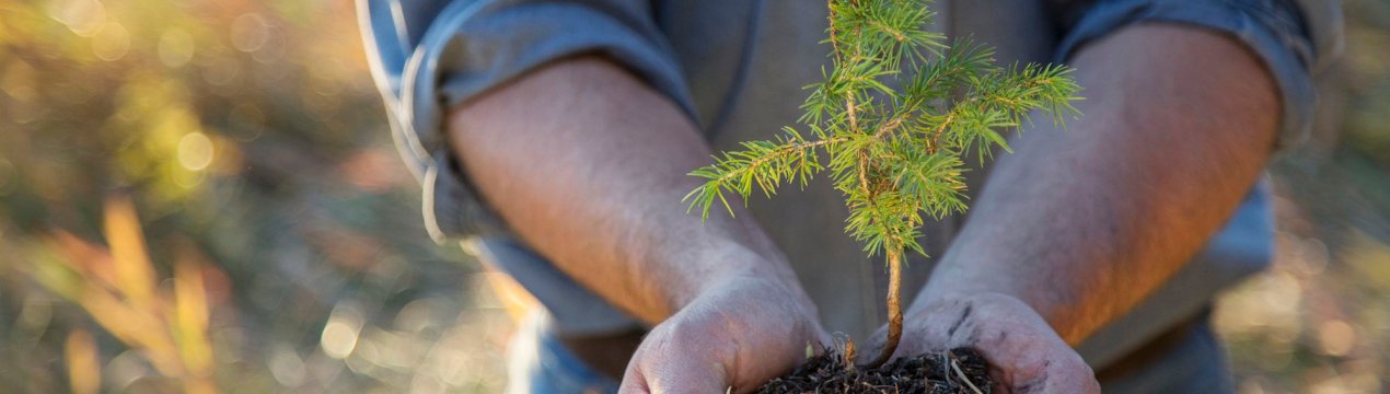 Зеленіння невеликих угорських поселень
