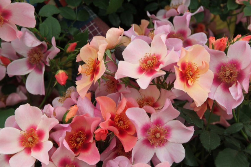 Роза For Your Eyes Only