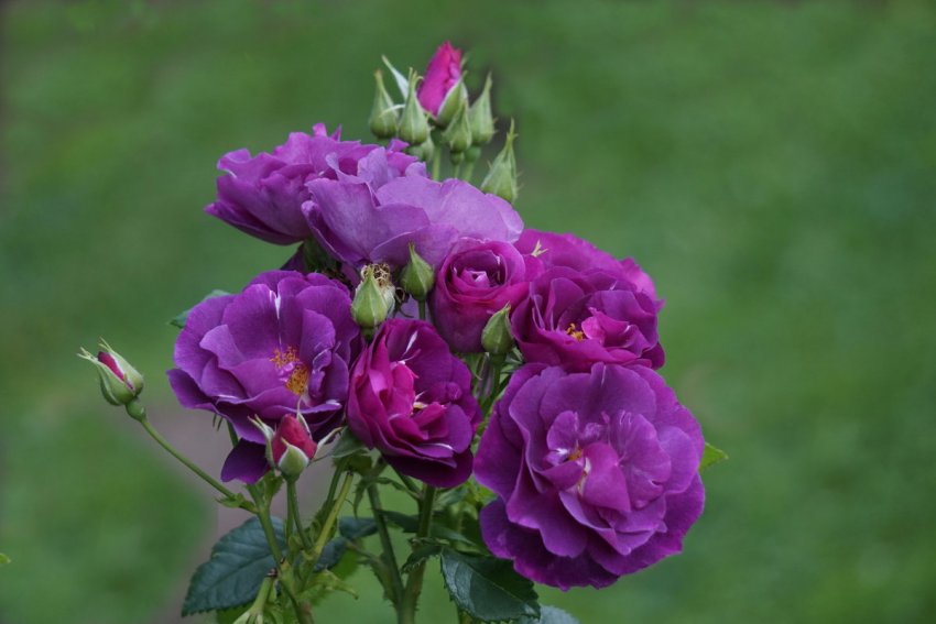 Роза Rhapsody in Blue