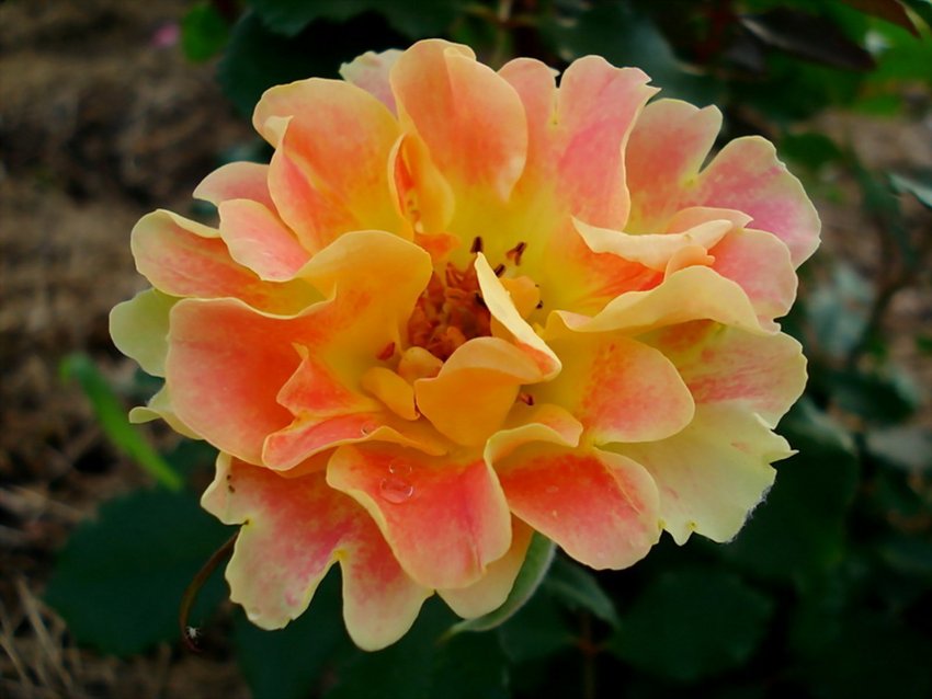 Роза Pur Caprice