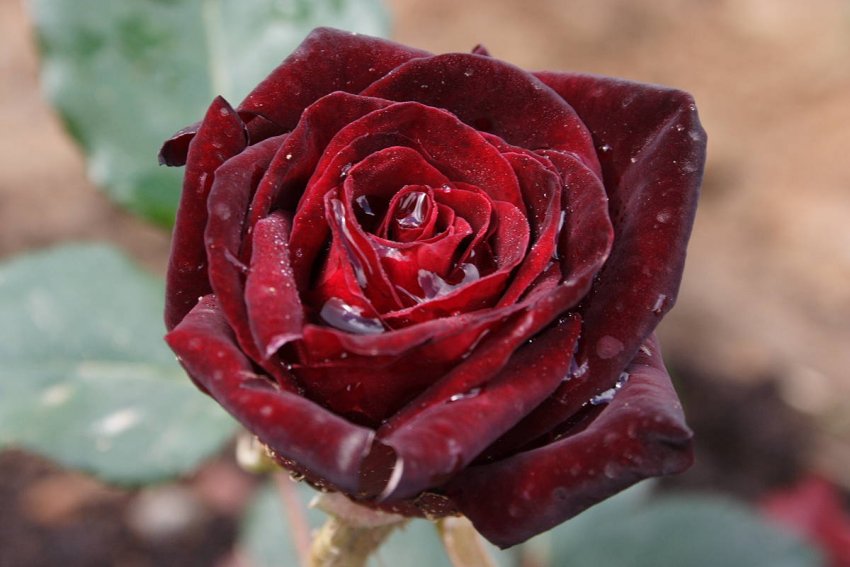 Роза Чорна Баккара