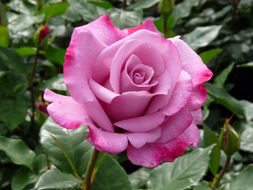 Роза Сумно-синій