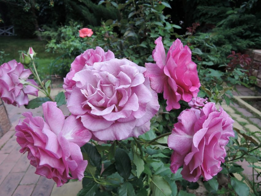 Роза Віолет Парфум