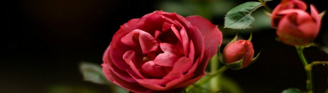 Як розмножити троянди живцями в домашніх умовах