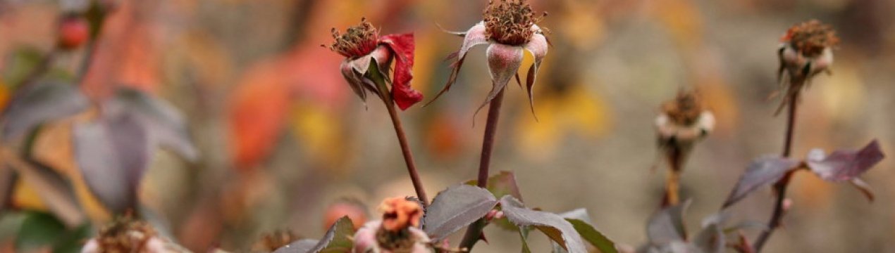 Особливості догляду за трояндами восени