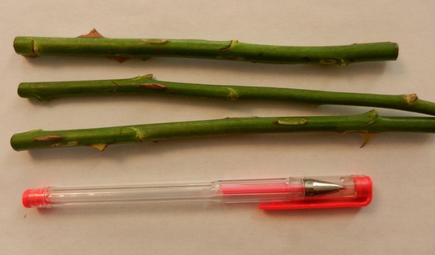 Розмноження троянд живцями Розмноження троянд живцями